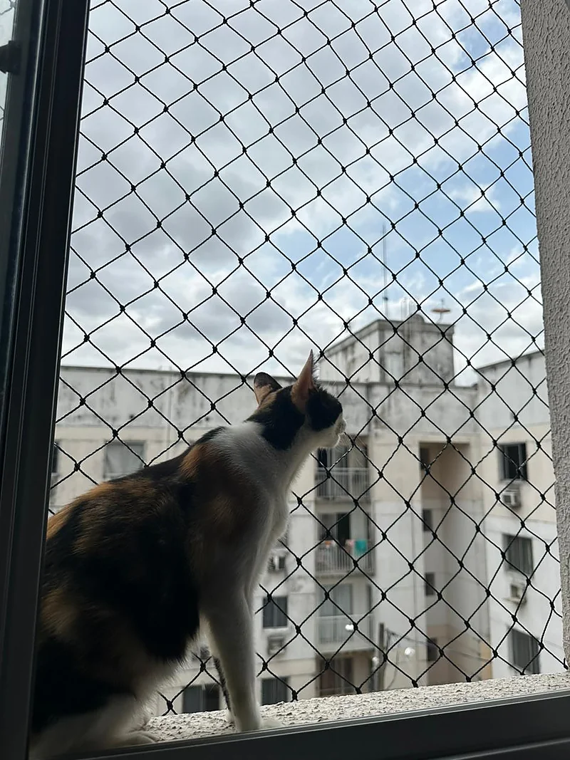 Gato observando a rua atrás da tela