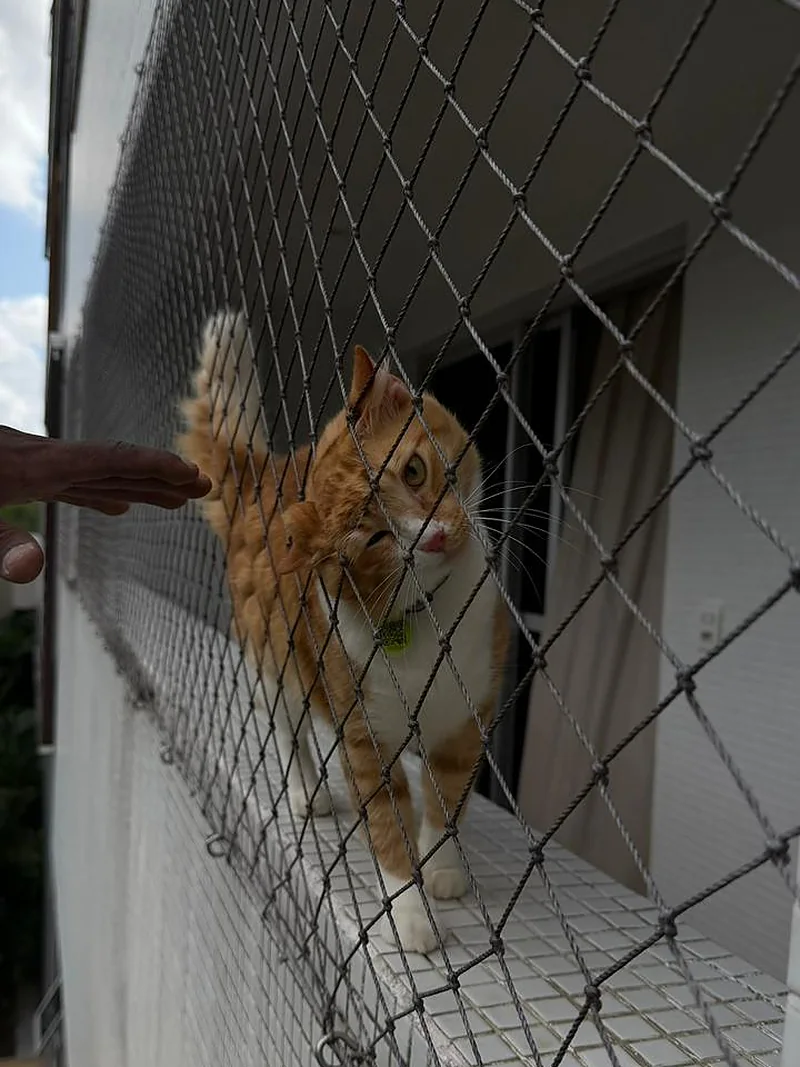 Gato apoiado na tela de proteção